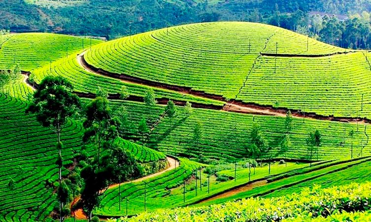 Cochin – Munnar